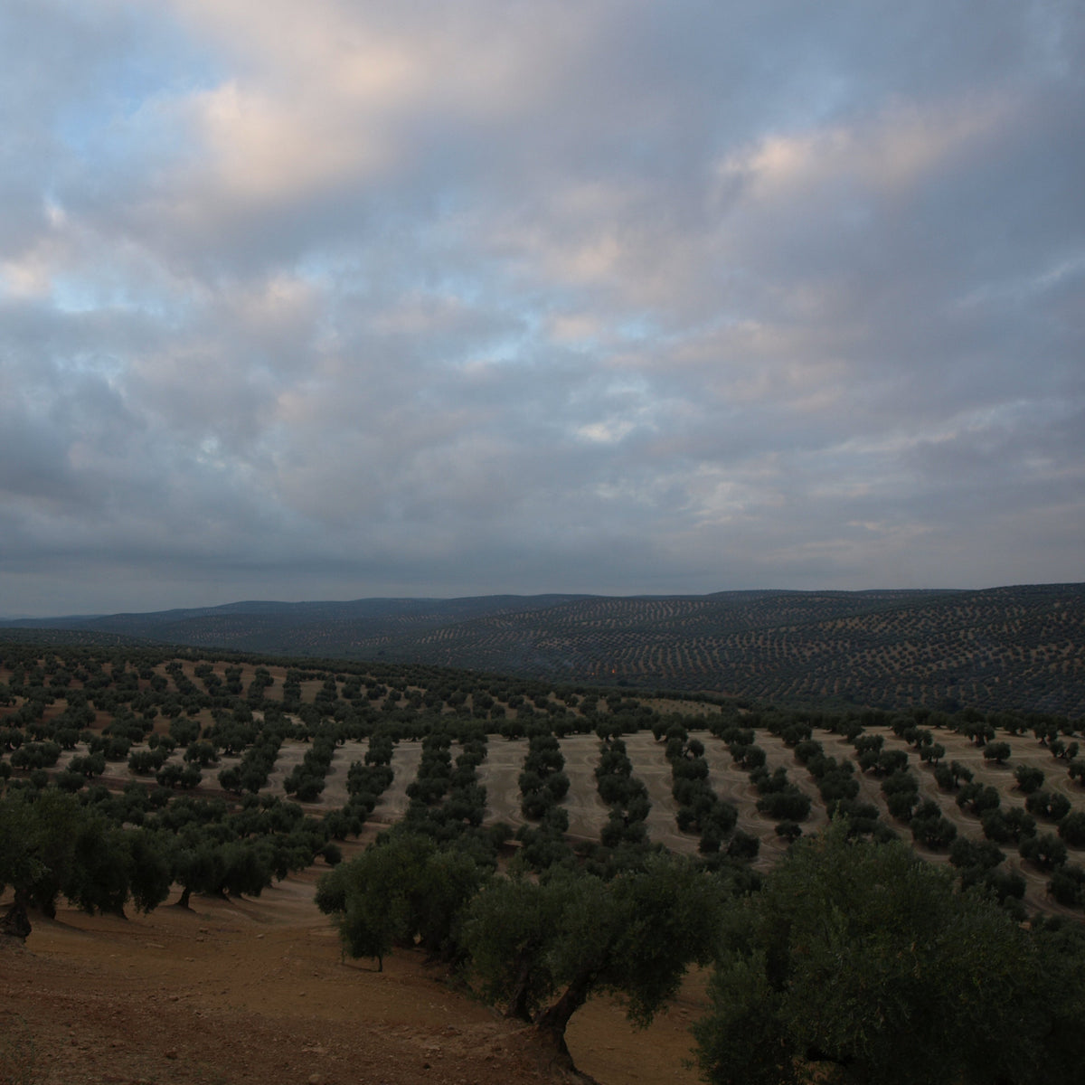 Jaen