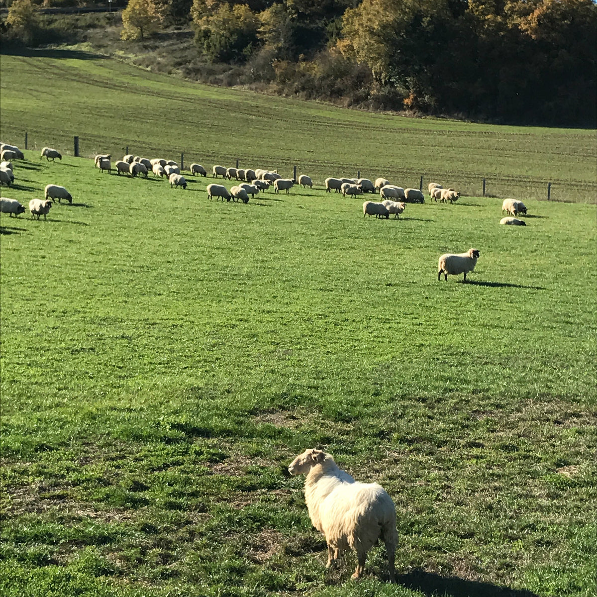 Memories of a Shepherd Boy