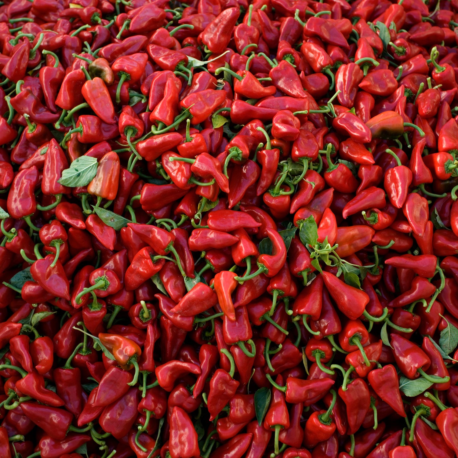 Harvests of the New World