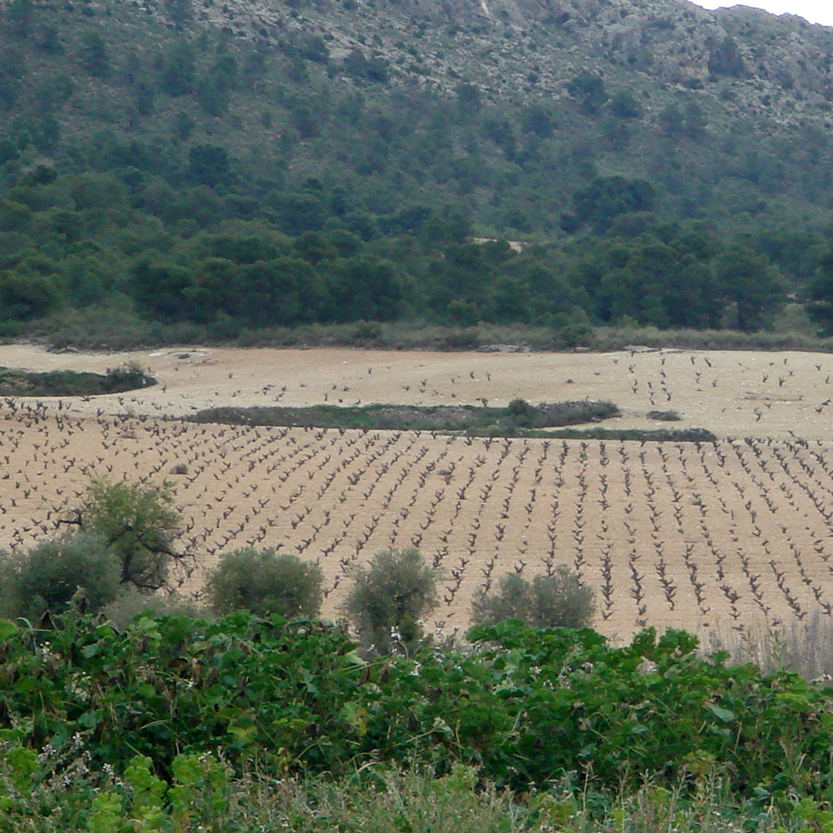 Spain's 'Hottest' Wine Region