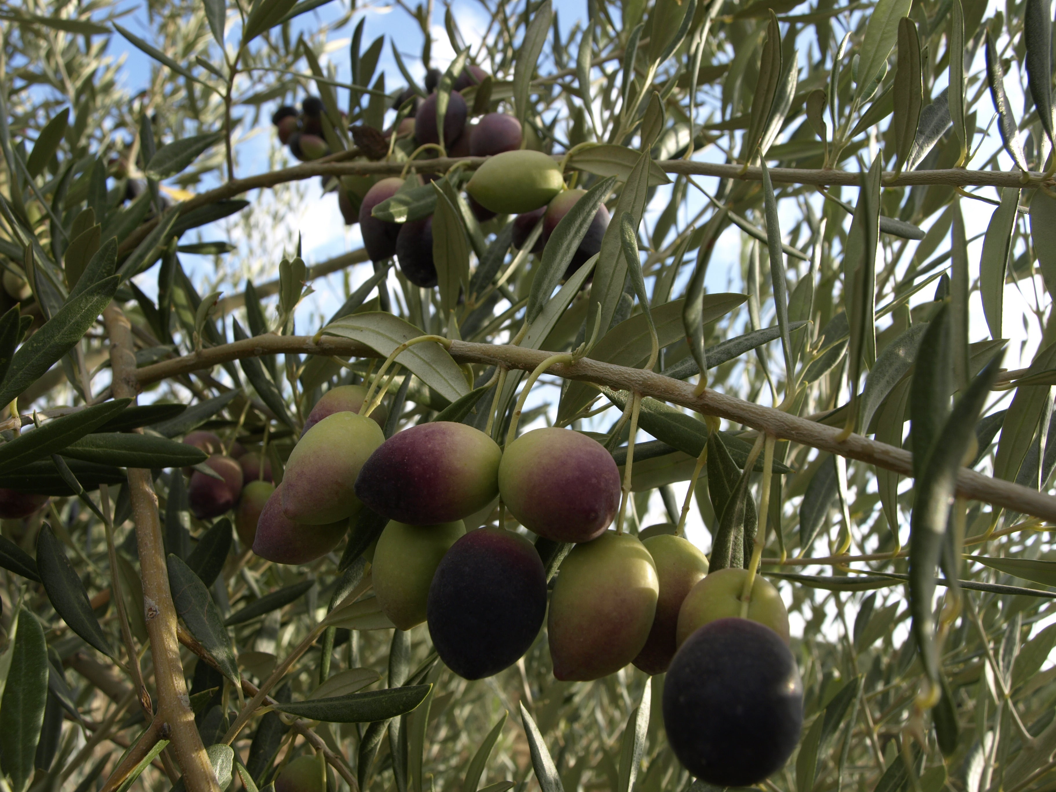One of the Last Old-Style Olive Oil Mills