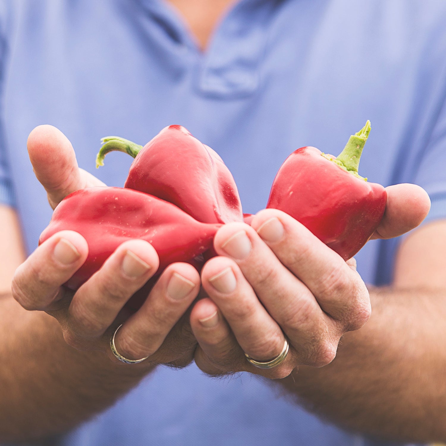 My Visit to the Piquillo Pepper Harvest