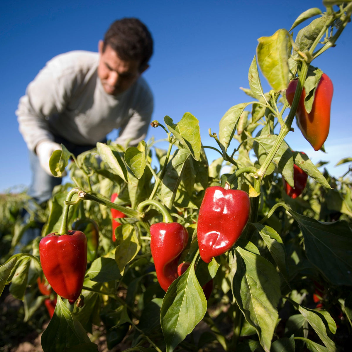 Rare Harvests: Amazing Flavors of Spain