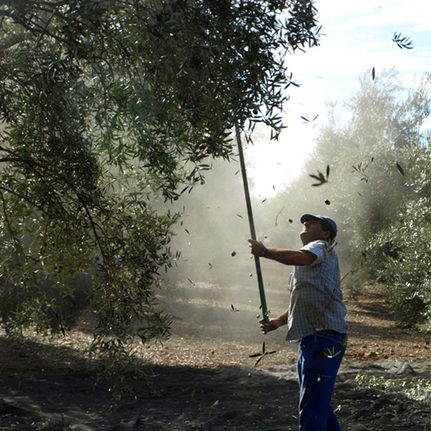Making Artisan Olive Oil