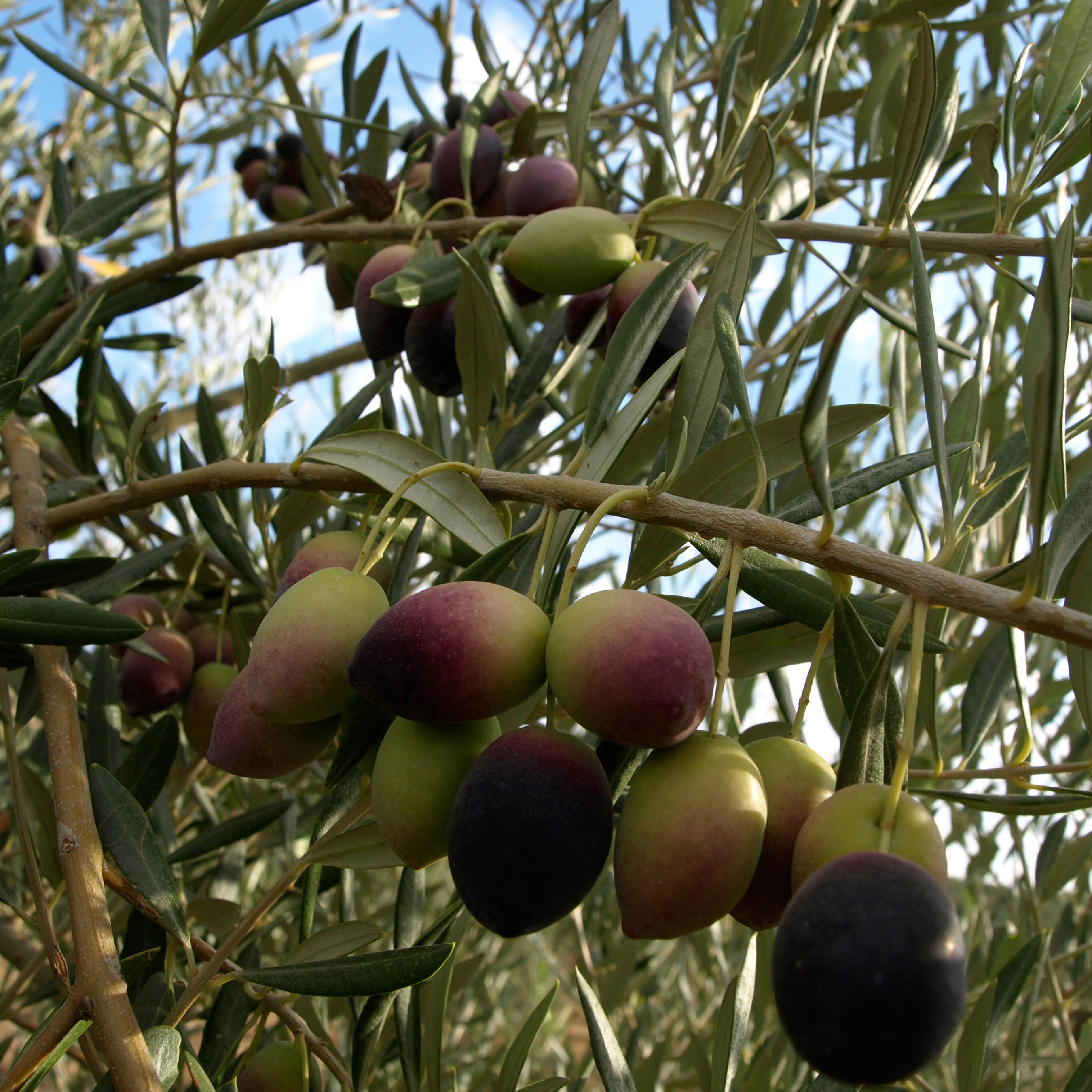 The Health Benefits of Olive Oil