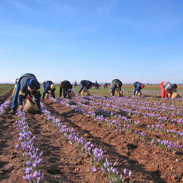 Artisan Saffron
