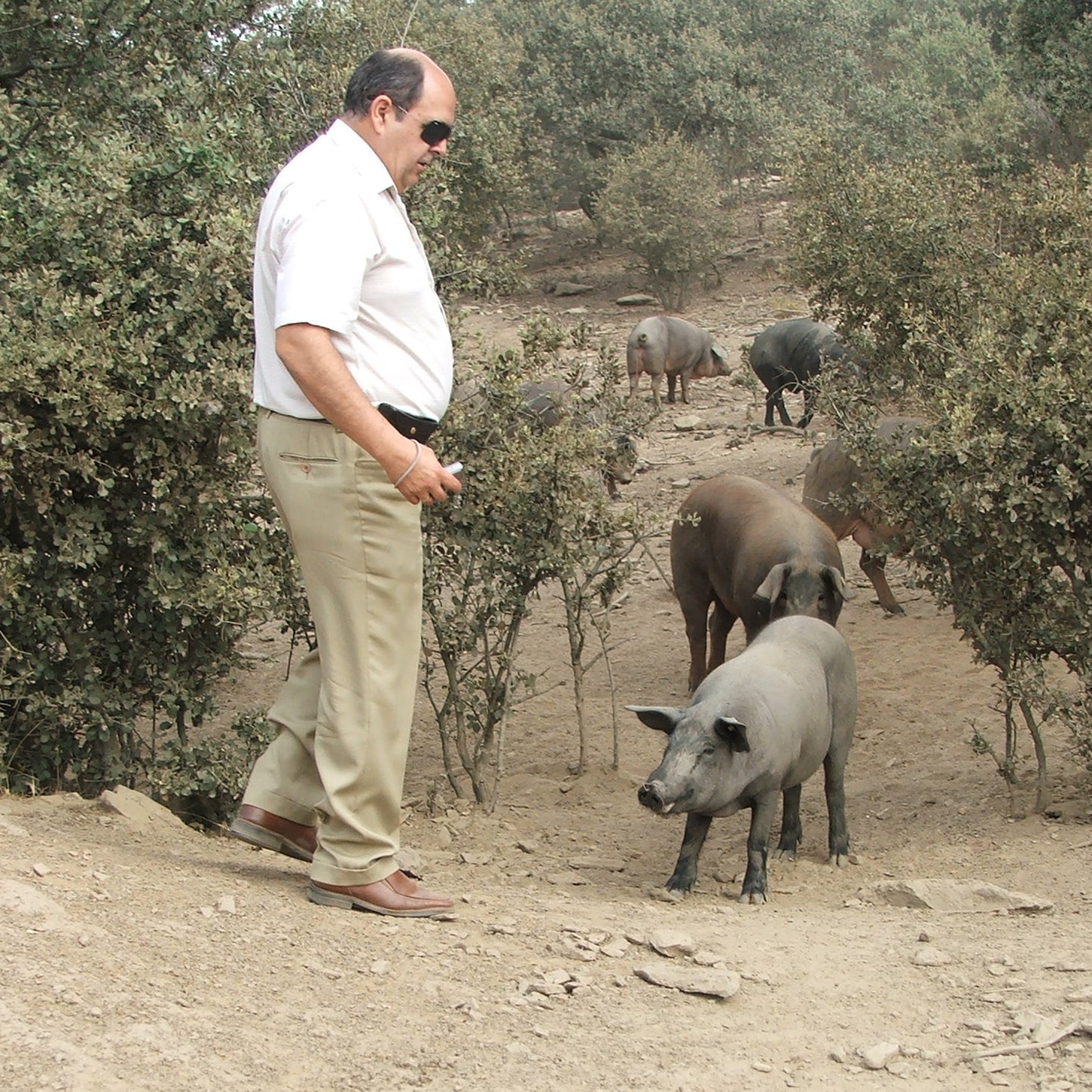 The Professor of Jamón