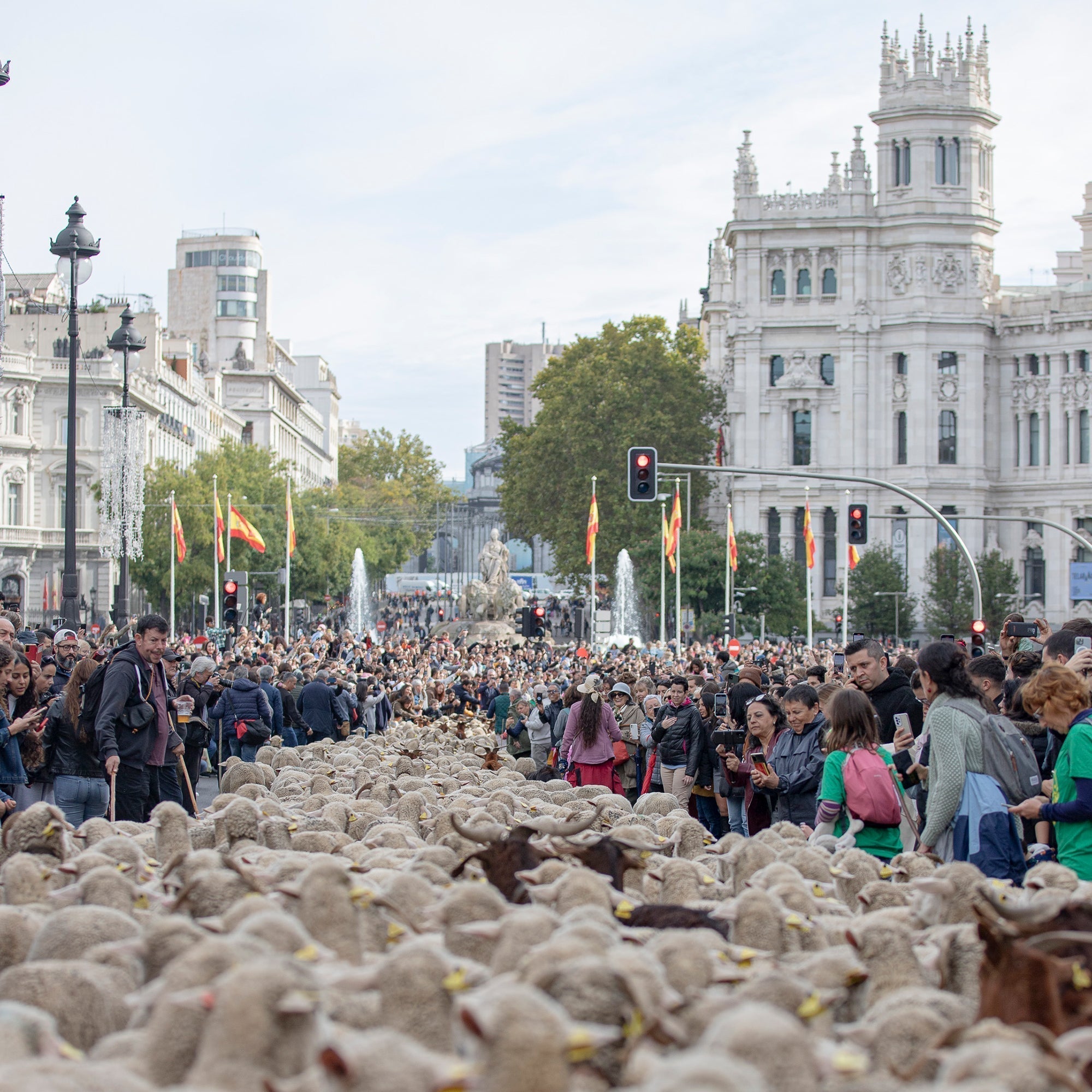 Ancient Traditions: Sheep Fill the Streets of Madrid
