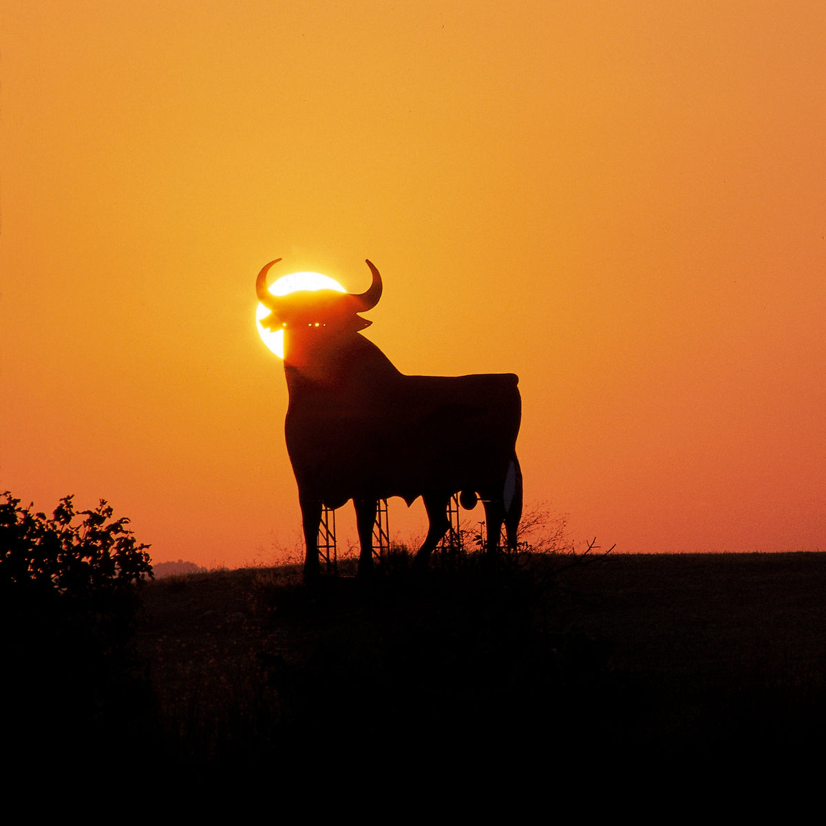 Spain: The Importance of Bulls