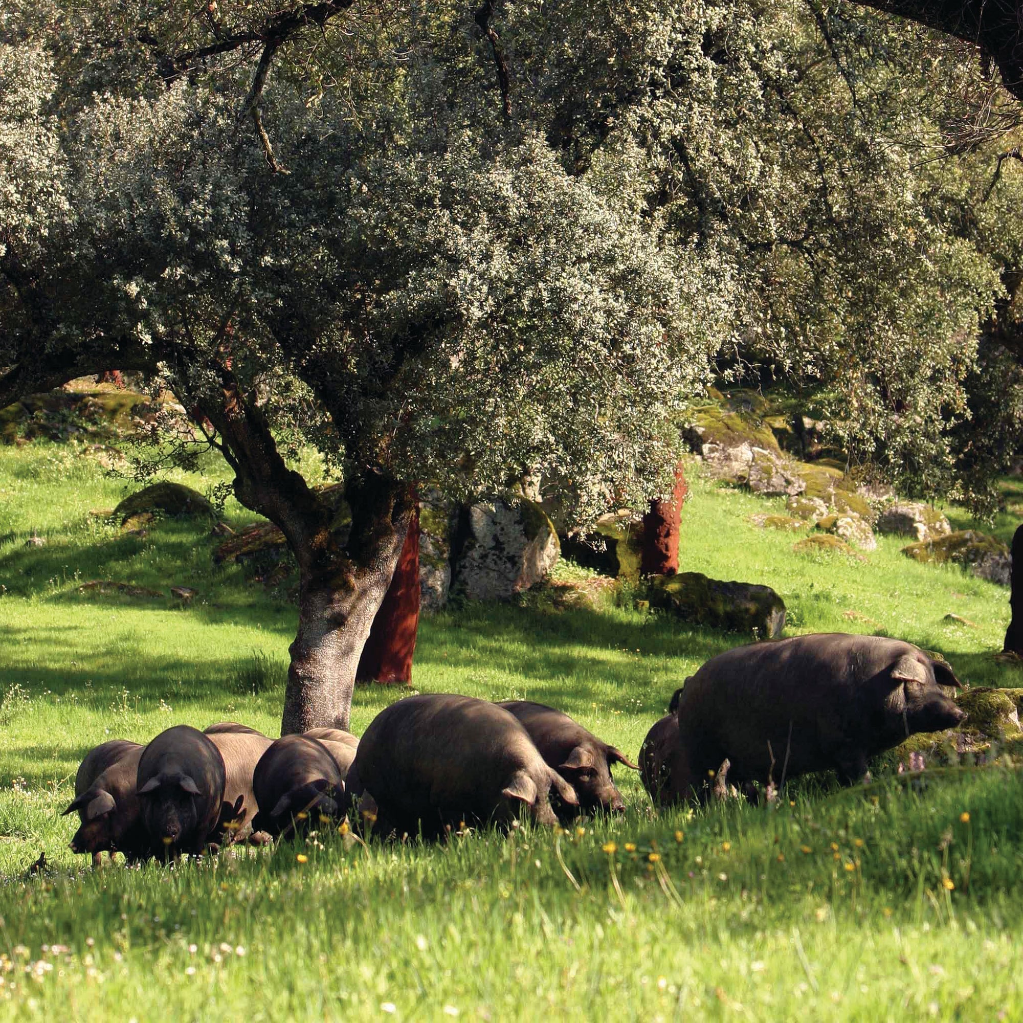 The Wild West of Spain