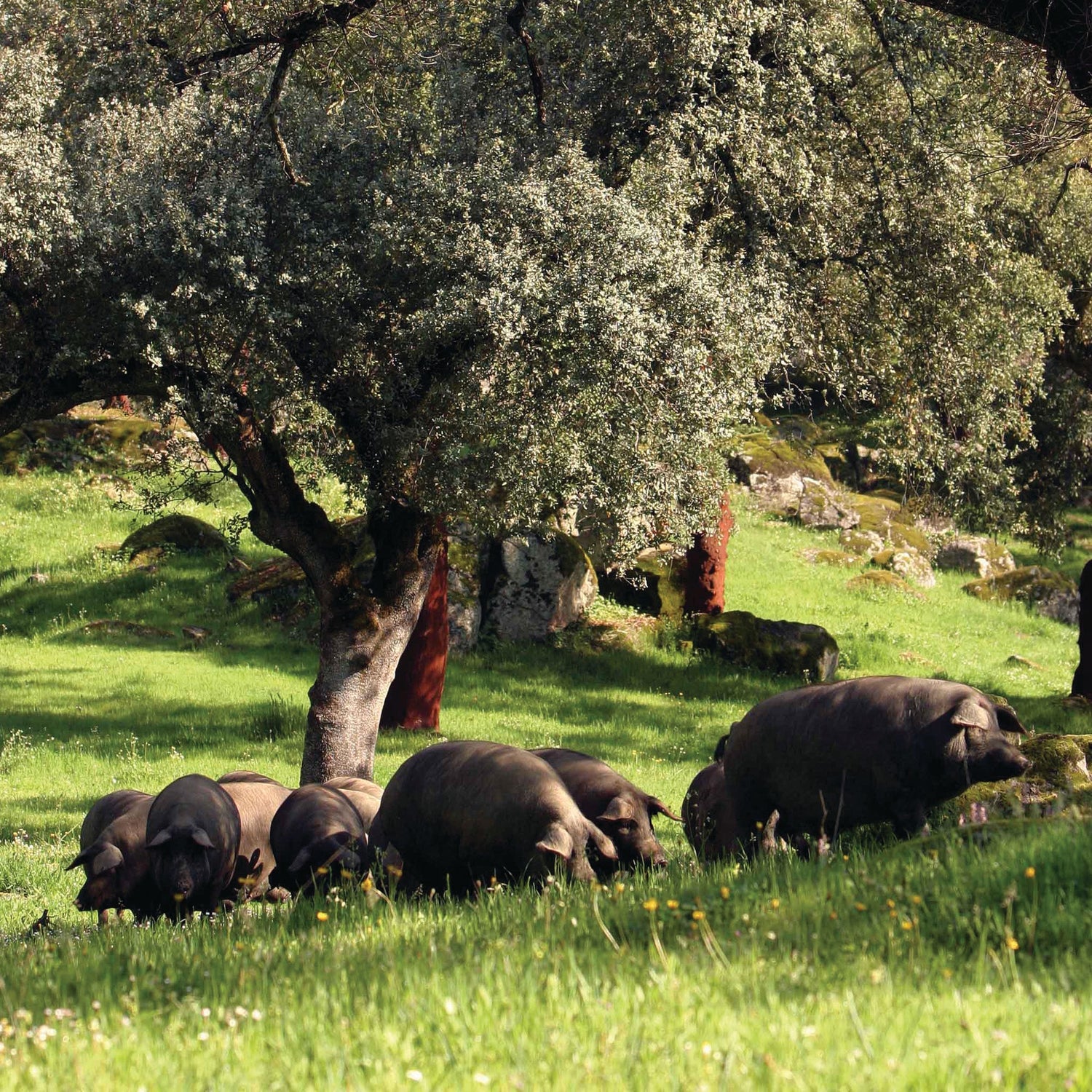 The Wild West of Spain