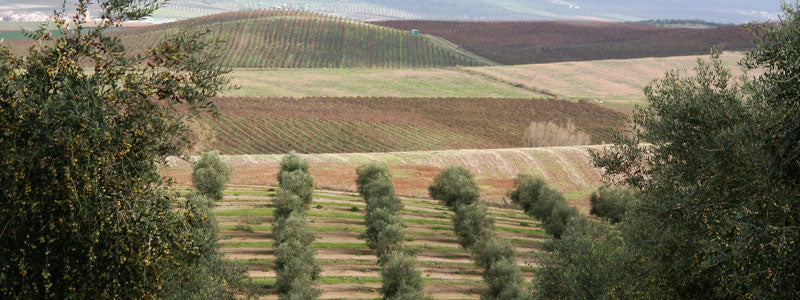 Olive Oil Sale