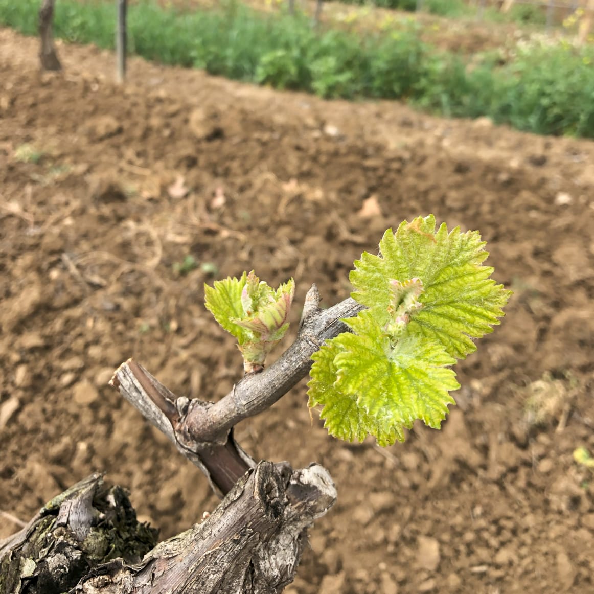 Spain's 'Hottest' Wine Region