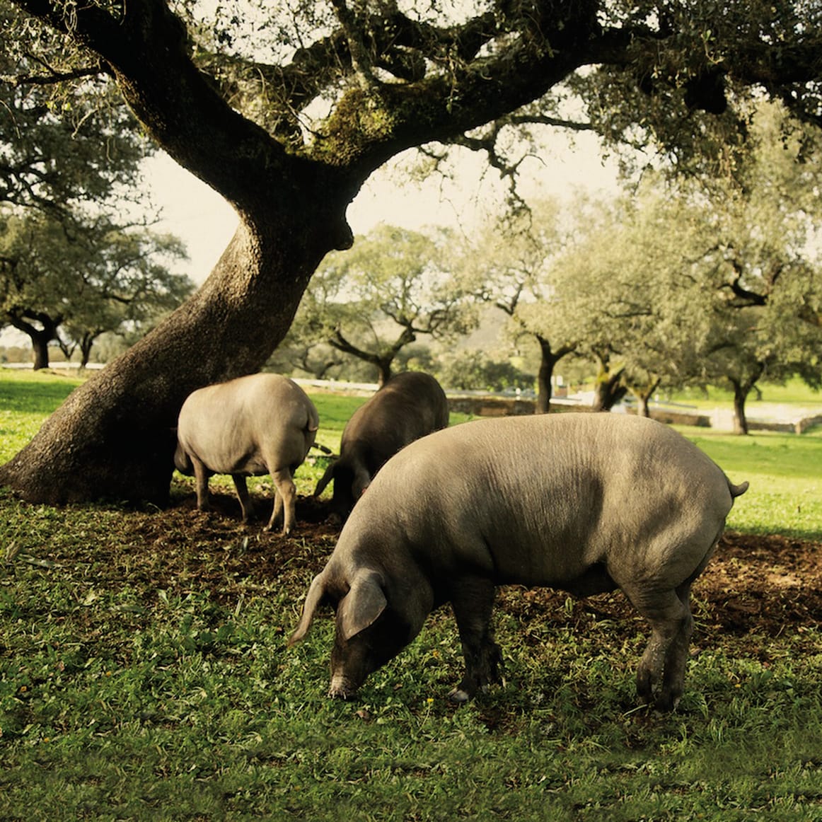 Spain's Natural Wonderland: The Dehesa
