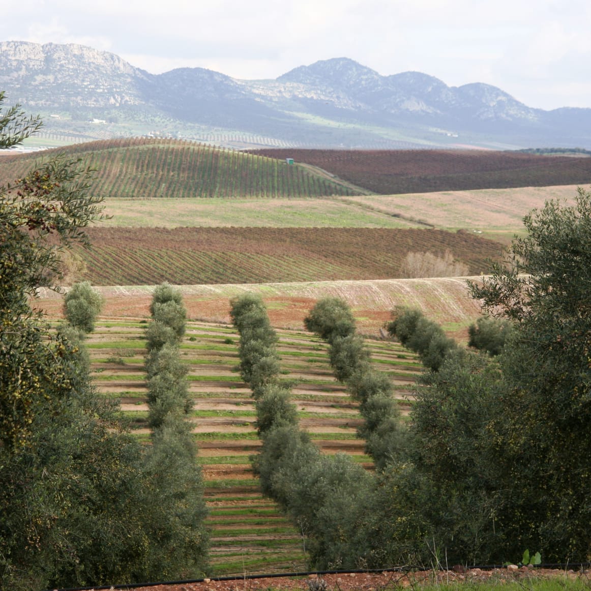 A Pressing Issue - How to Select Great Olive Oil