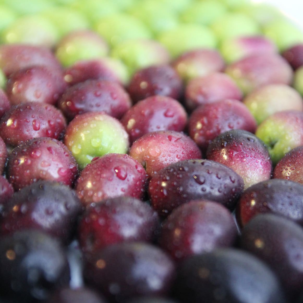 Secrets of the Olive Harvest