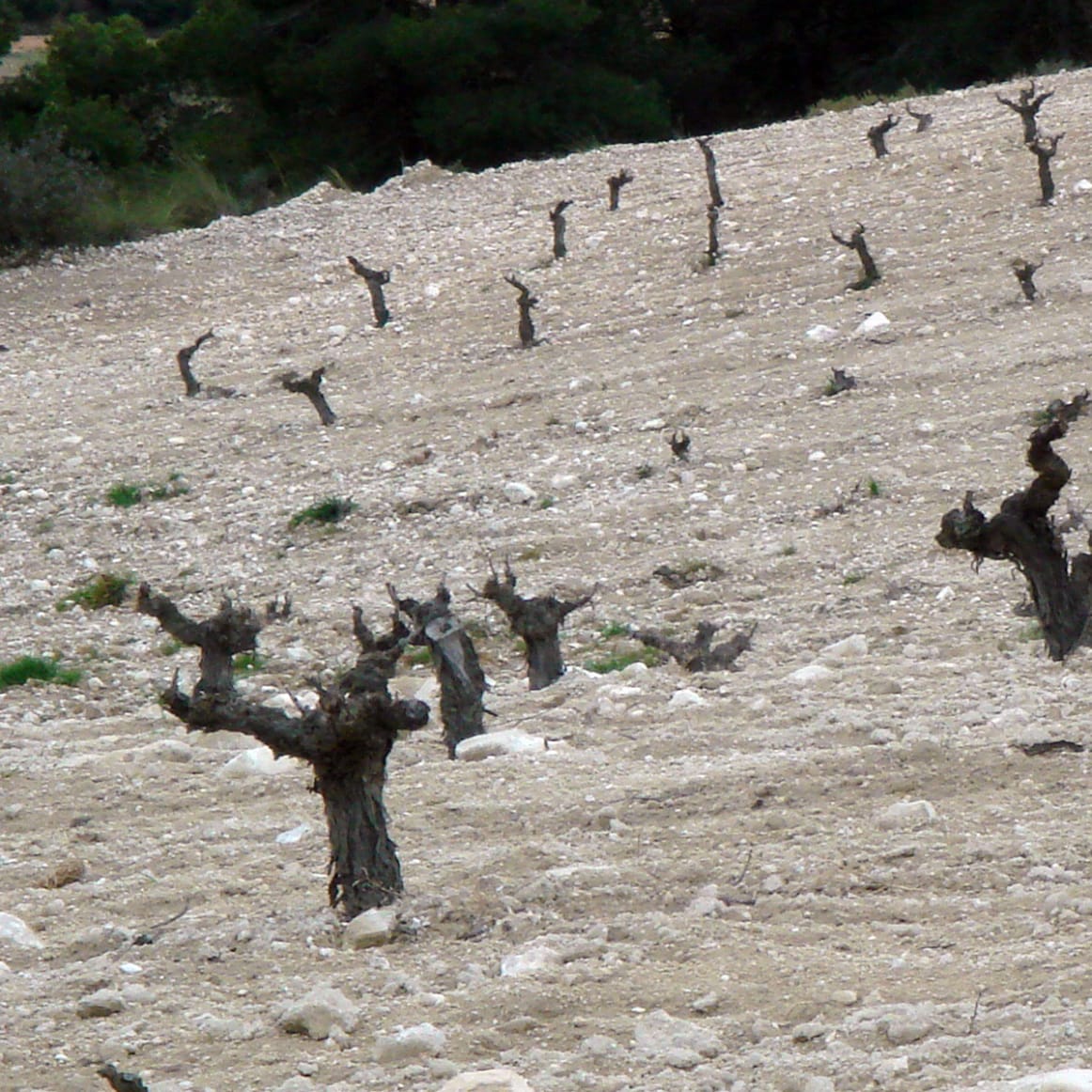 Spain's 'Hottest' Wine Region