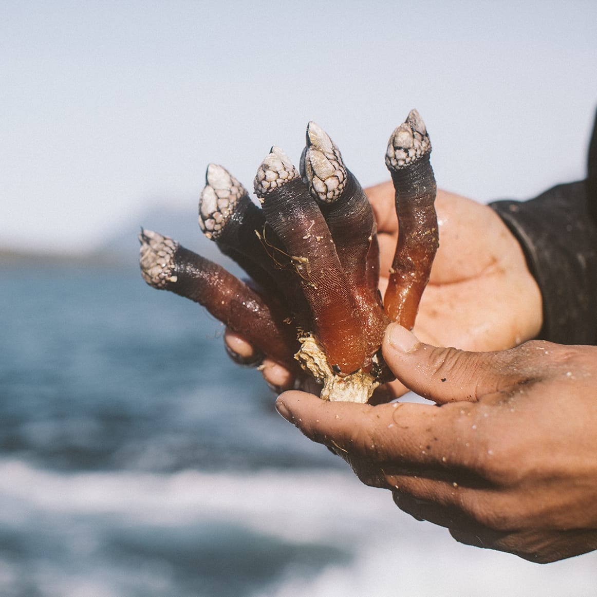 Barnacle Harvest at the Edge of the World