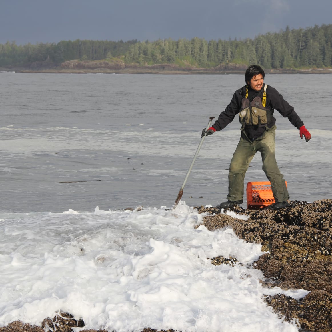 Barnacle Harvest at the Edge of the World