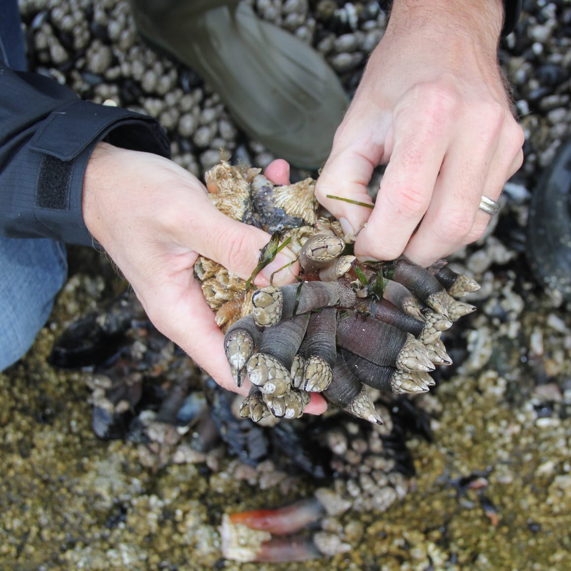 Galicia: Salt of the Earth, Fruit of the Sea