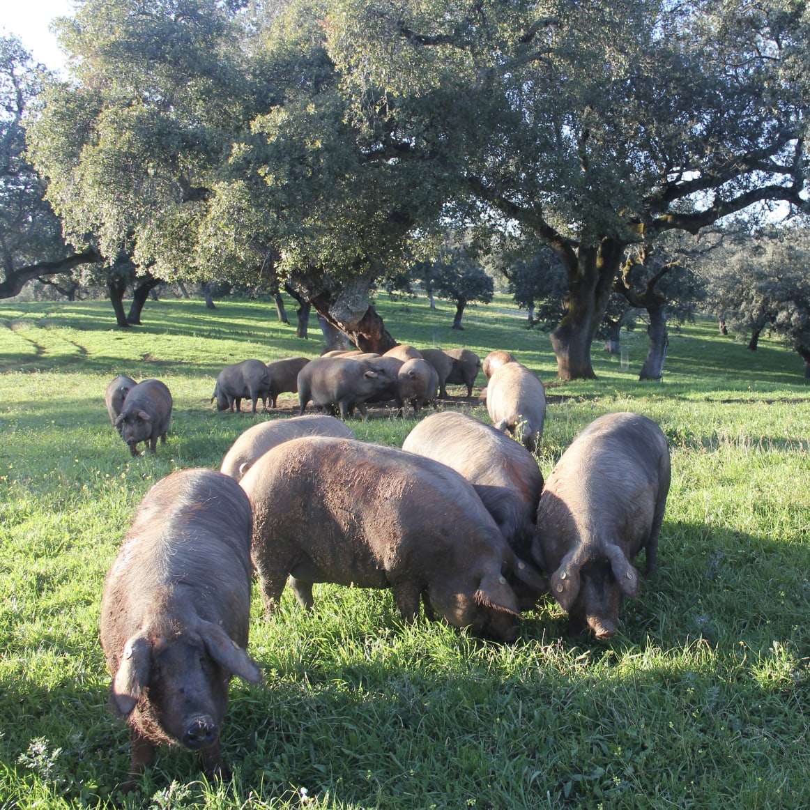 A Porcine Paradise