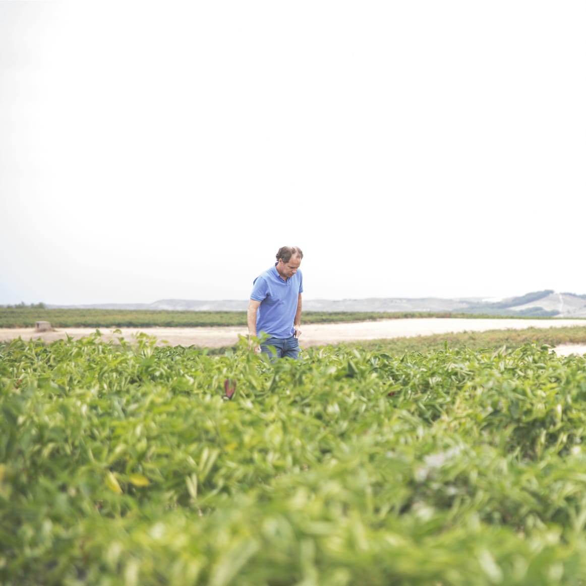 My Visit to the Piquillo Pepper Harvest