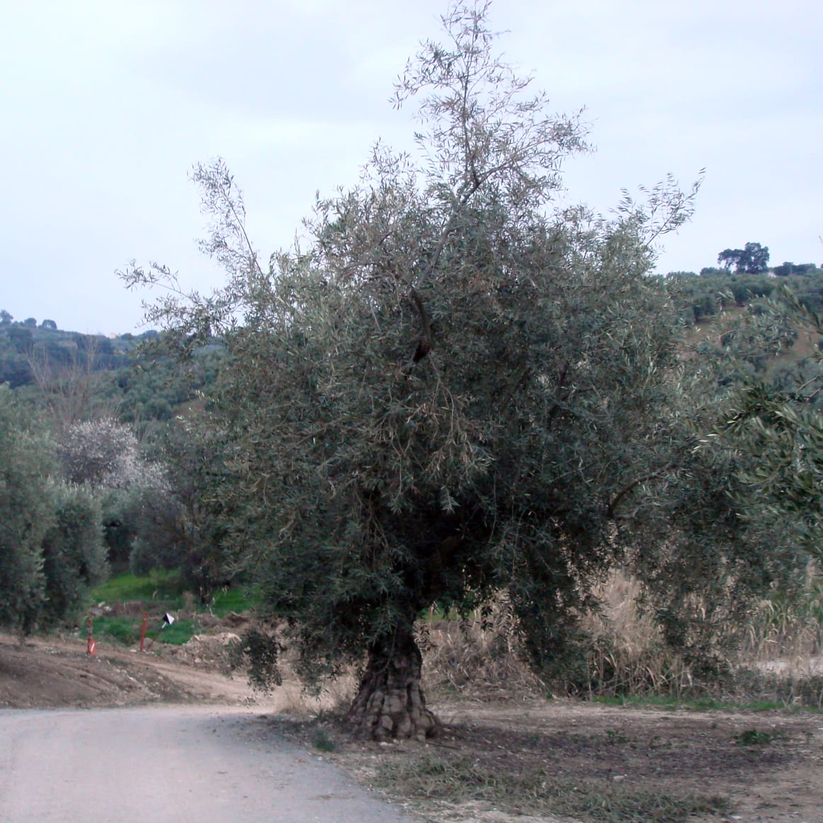 Visiting an Ancient Olive Grove