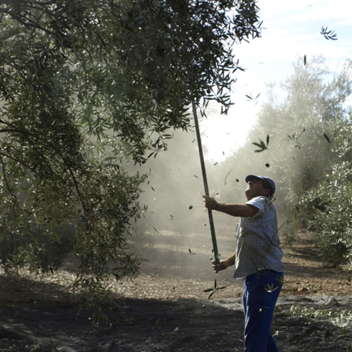 Deciphering Olive Oil Terms