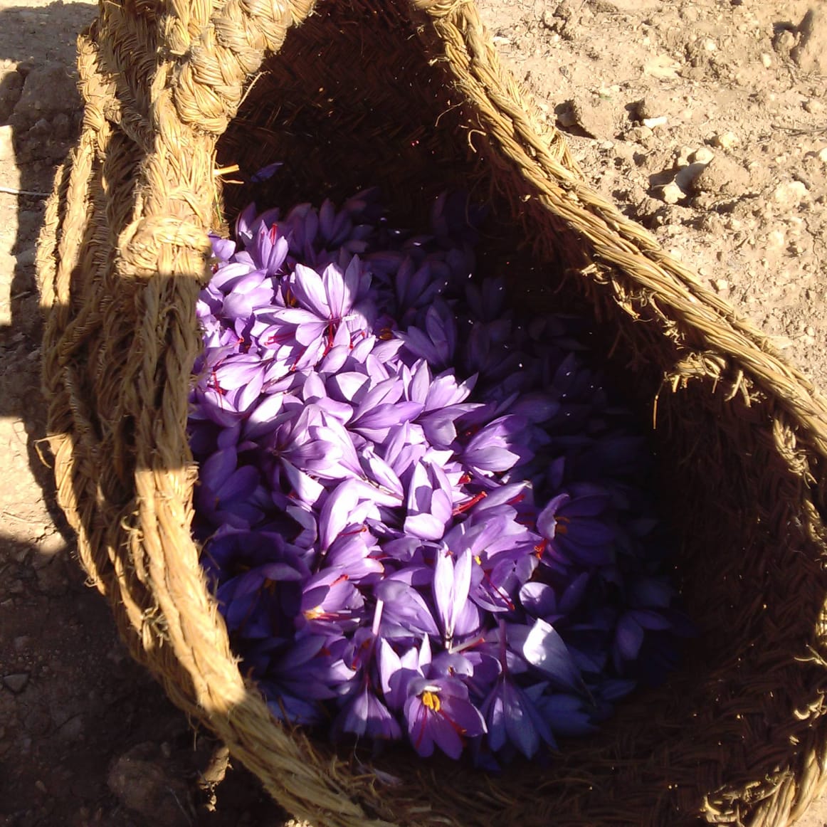 Artisan Saffron