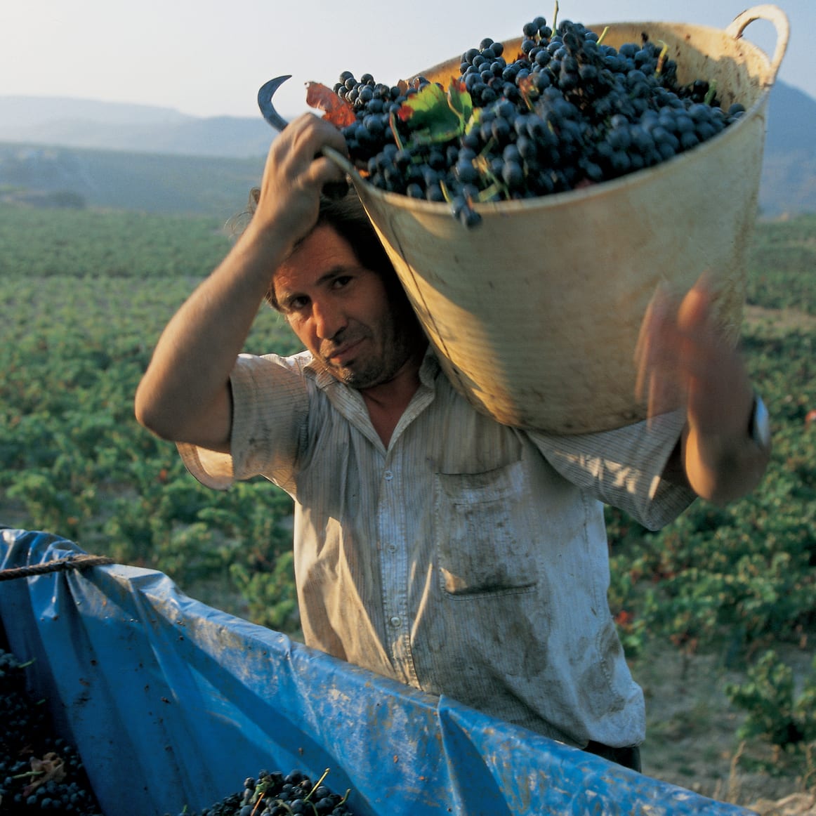 Harvest Bounty