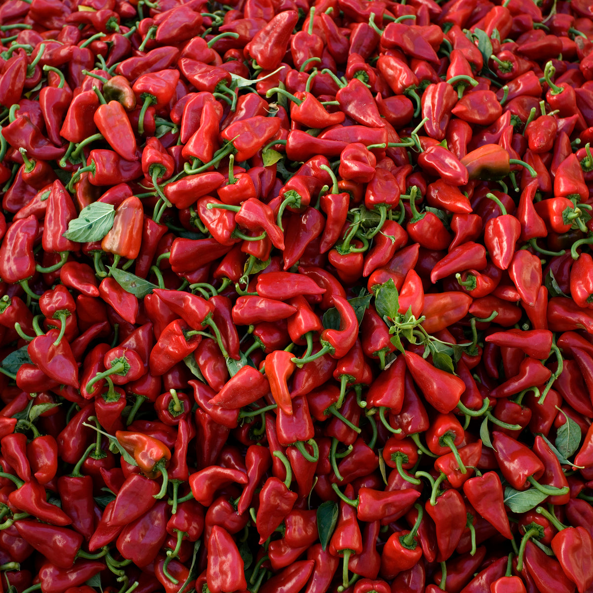 Roasted Piquillo Pepper Slices