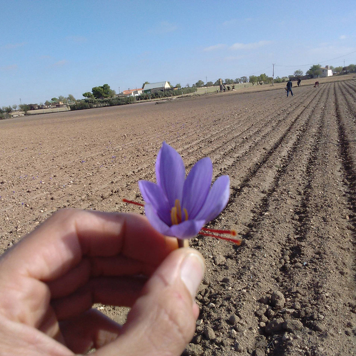 One Ounce Tin of Saffron by Princesa de Minaya, D.O. La Mancha
