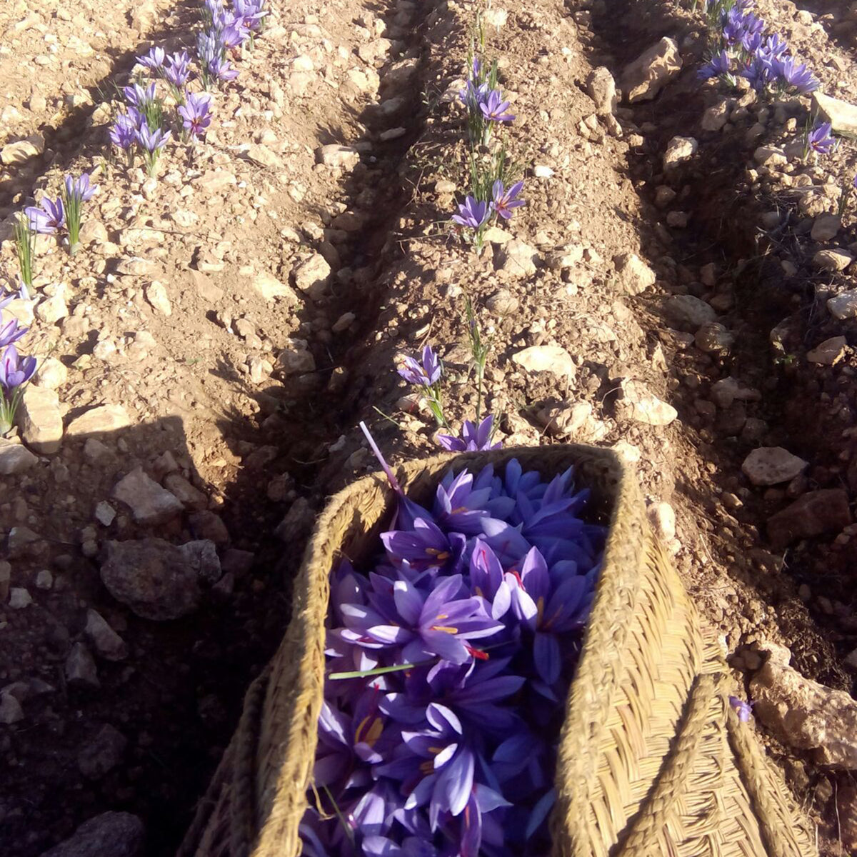 Princesa de Minaya Saffron, D.O. La Mancha