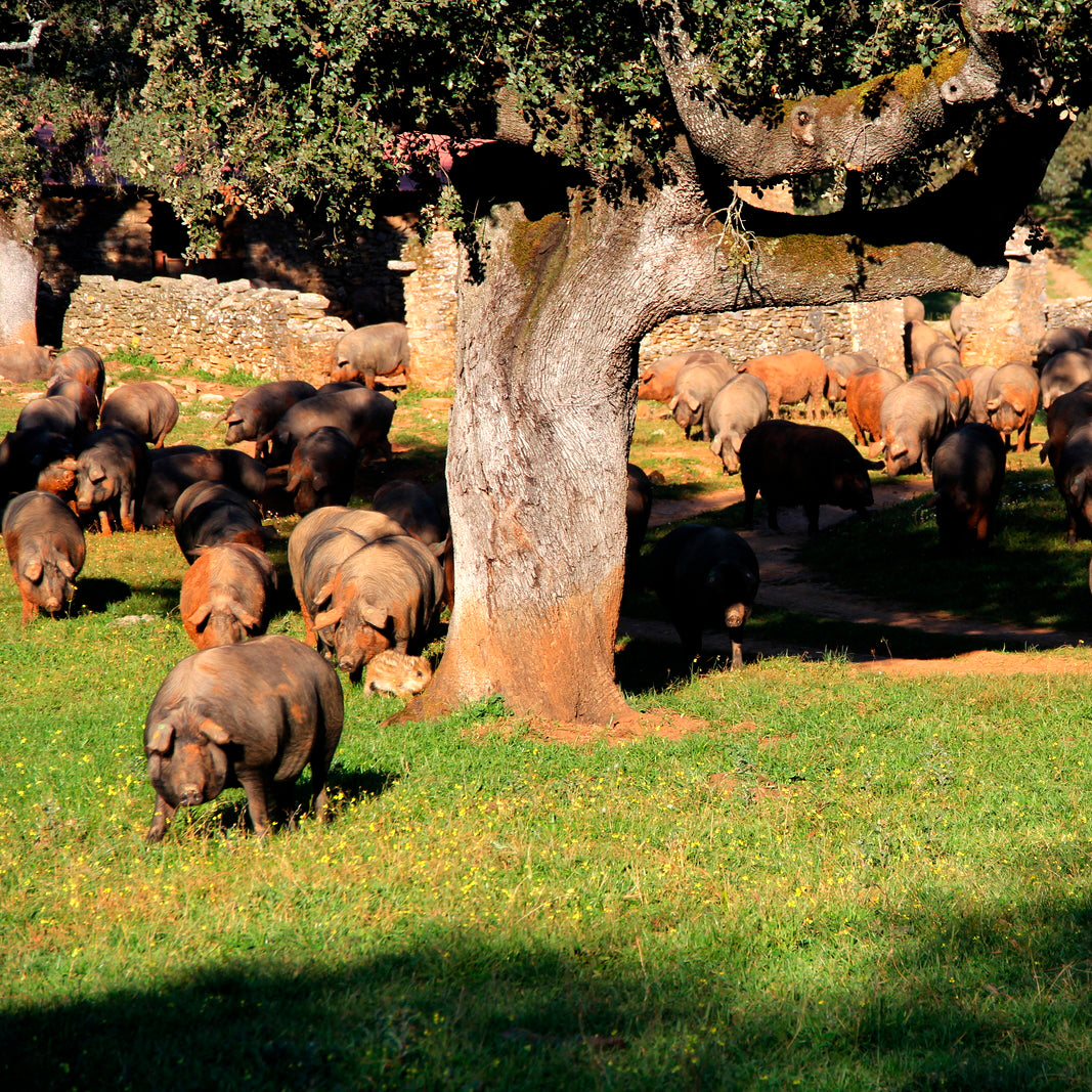 Spain's Natural Wonderland: The Dehesa