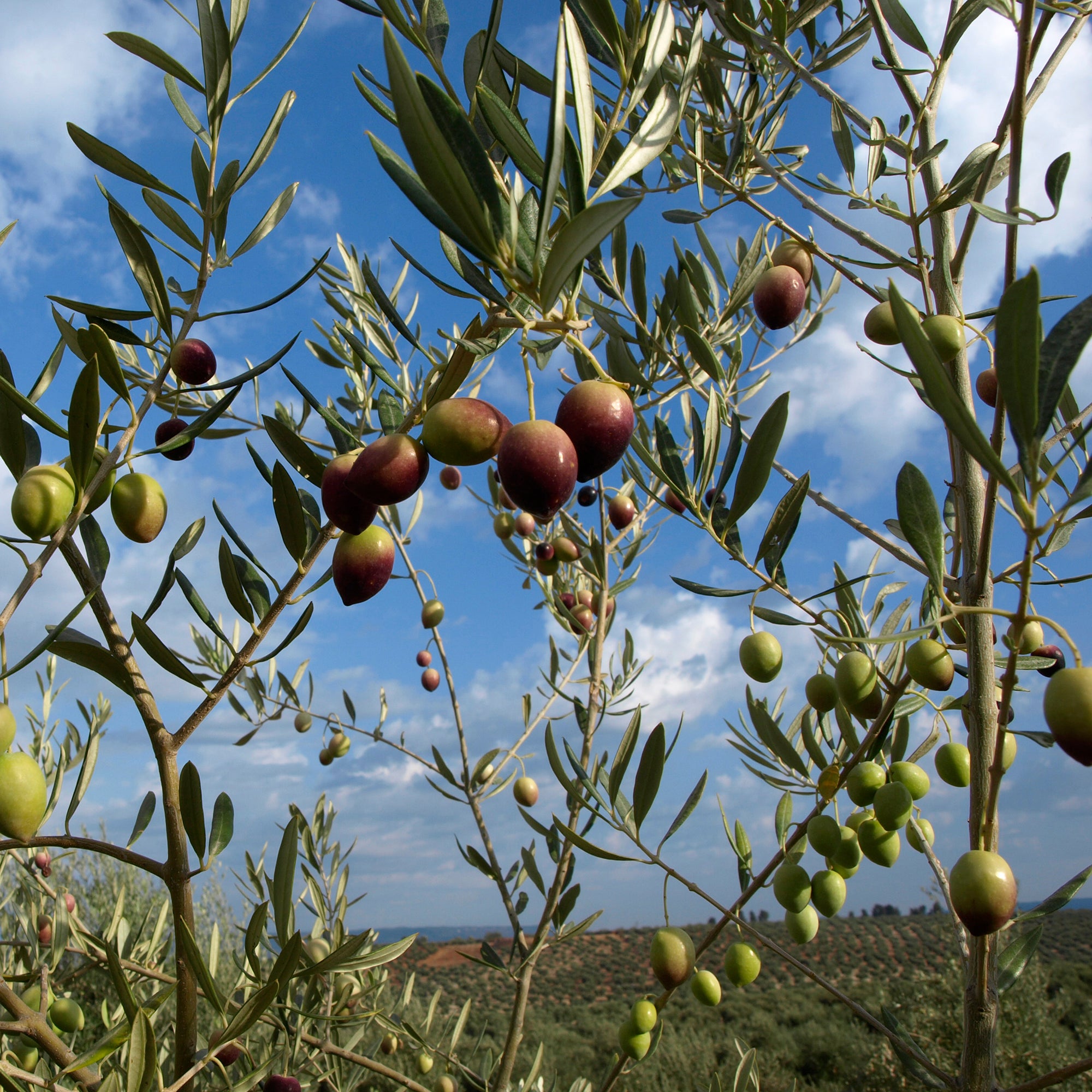 Secrets of the Olive Harvest