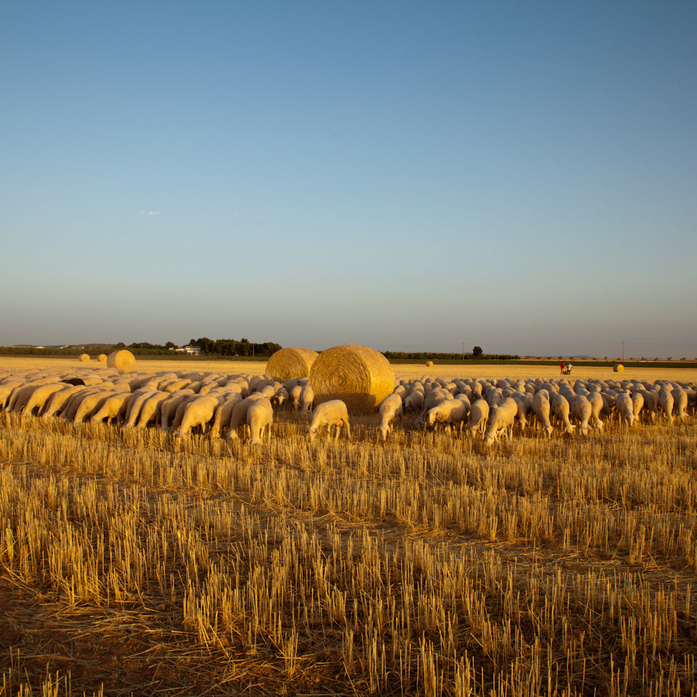 The Treasure of La Mancha