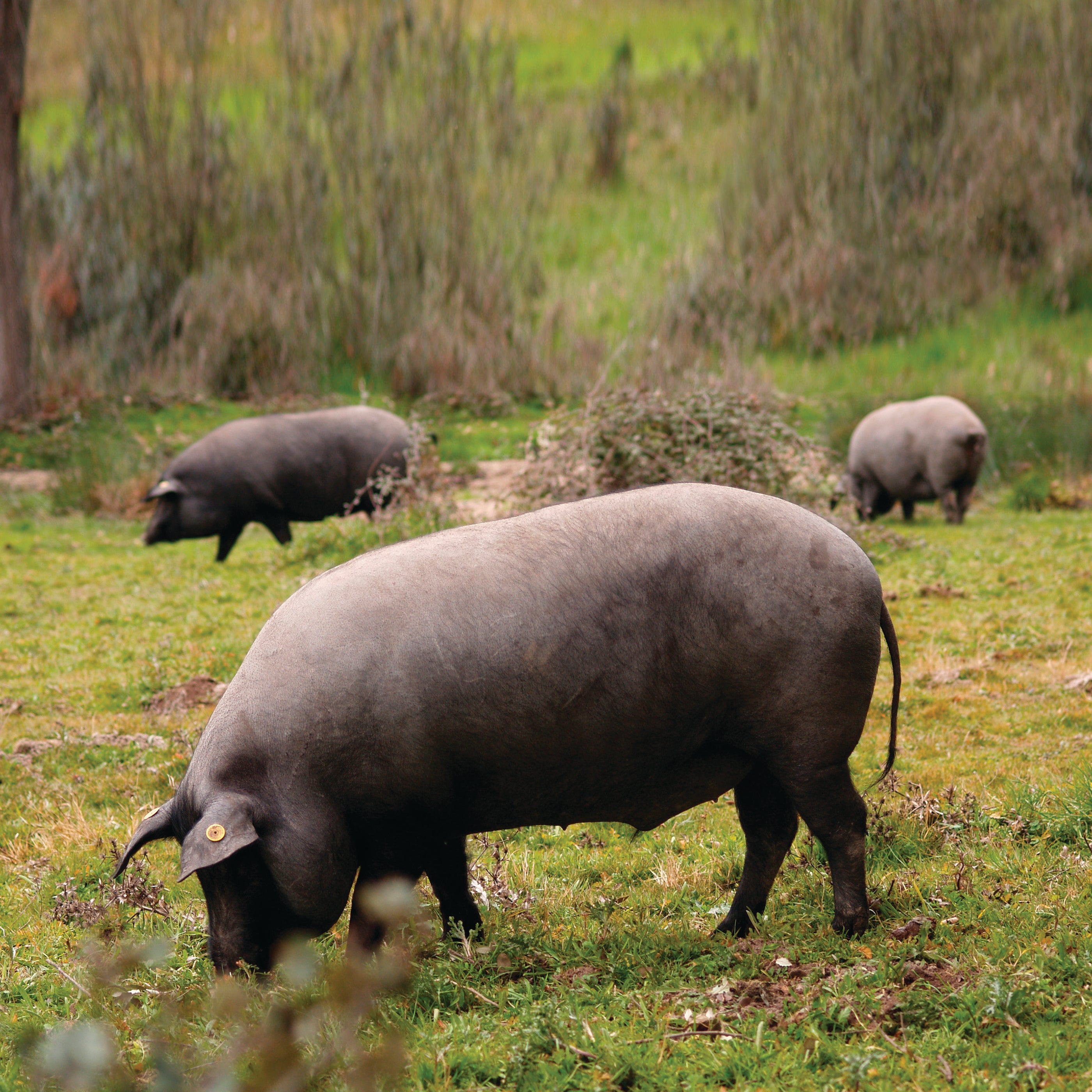 A Porcine Paradise