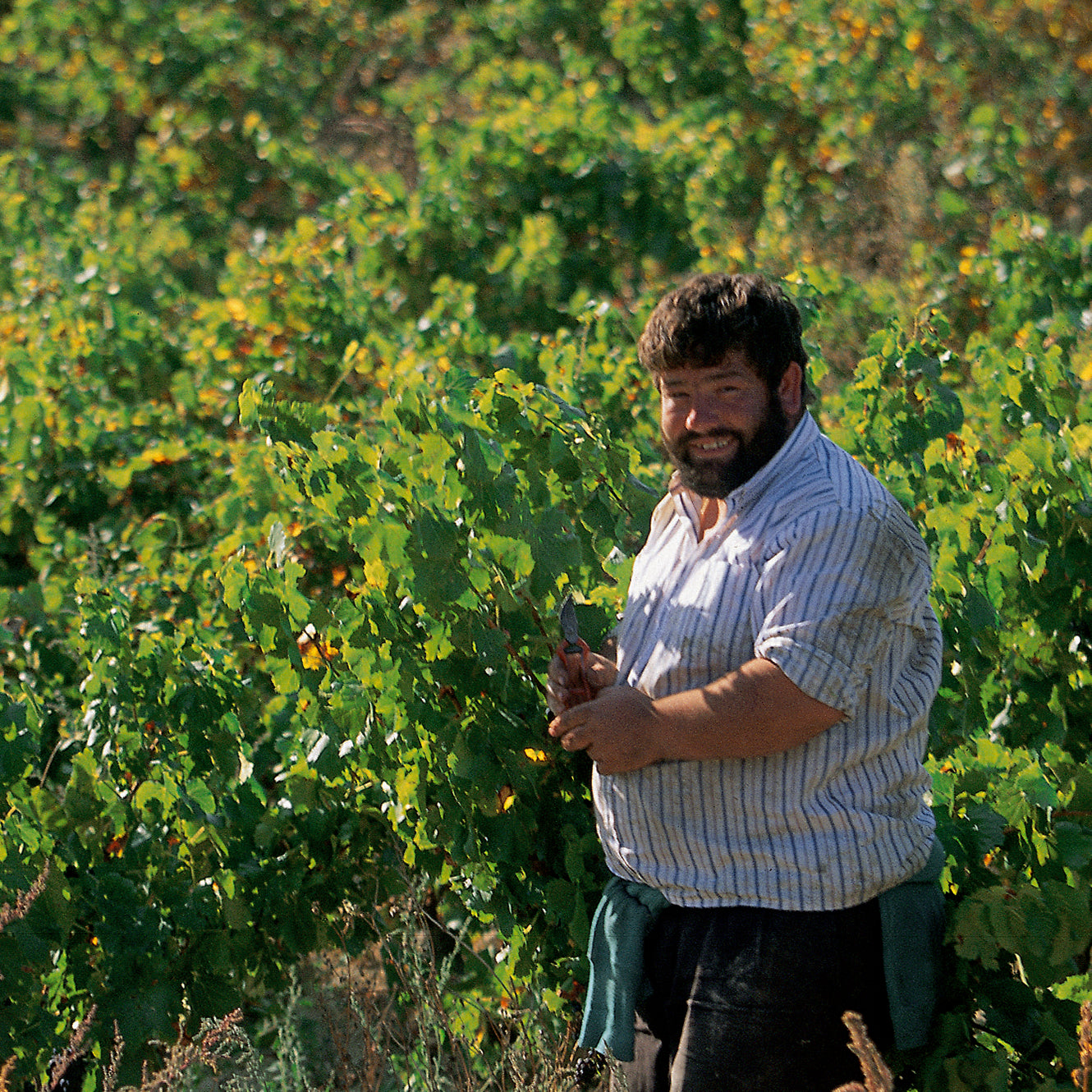 La Rioja: Farms and Vineyards Along the Pilgrimage Route