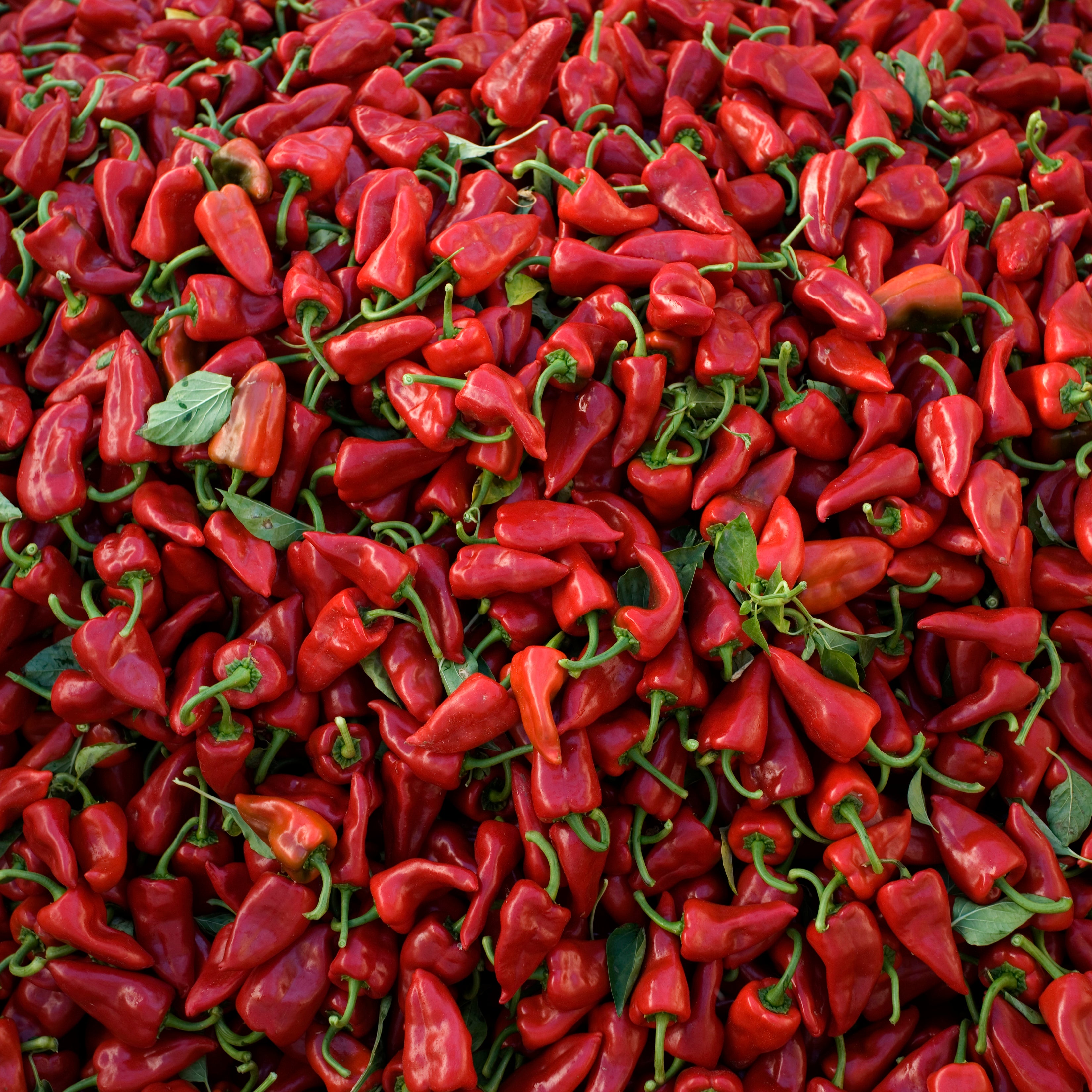 A Culinary Revolution: Columbus and Cuisine