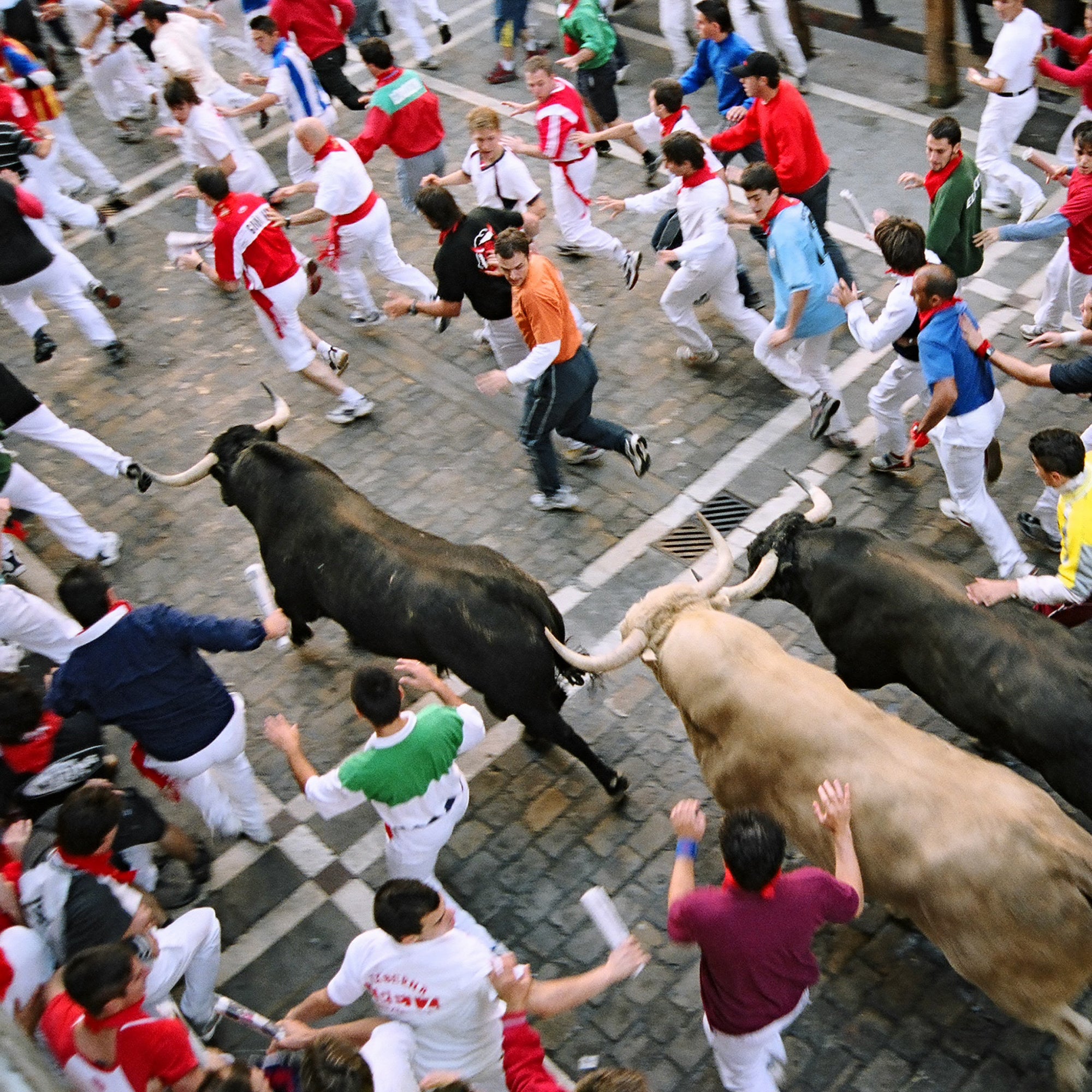 The Hallelujah Bull