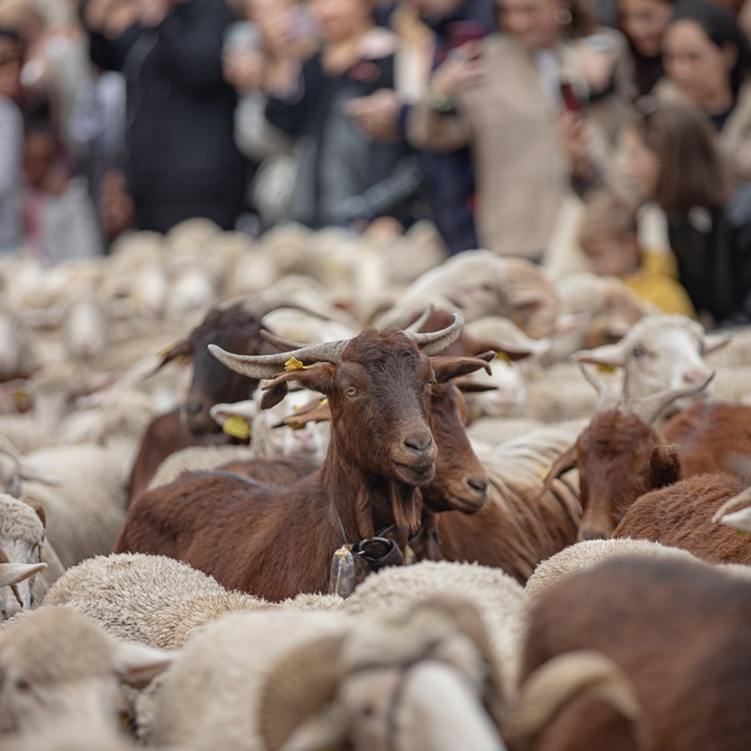 Ancient Traditions: Sheep Fill the Streets of Madrid