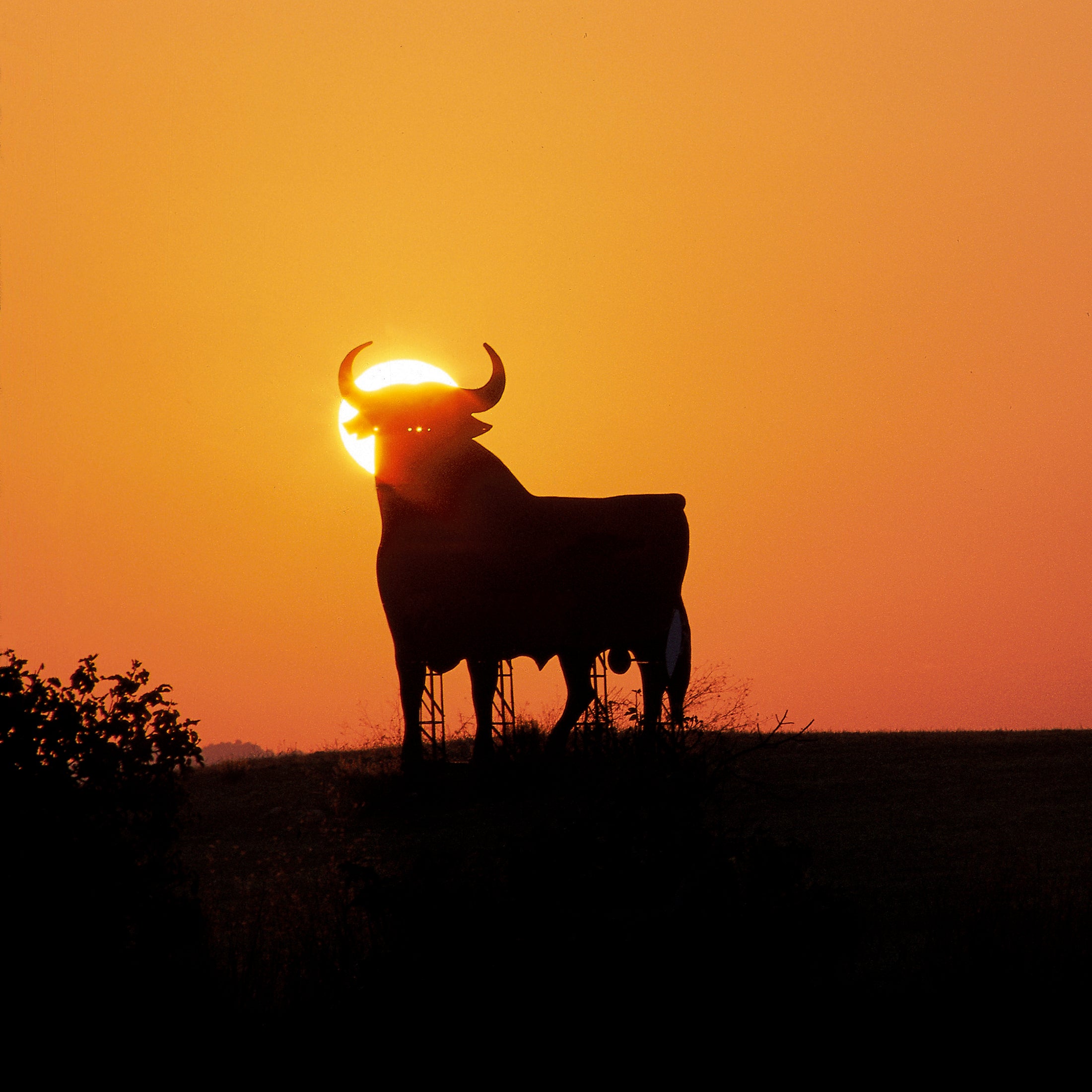 Running with the Bulls