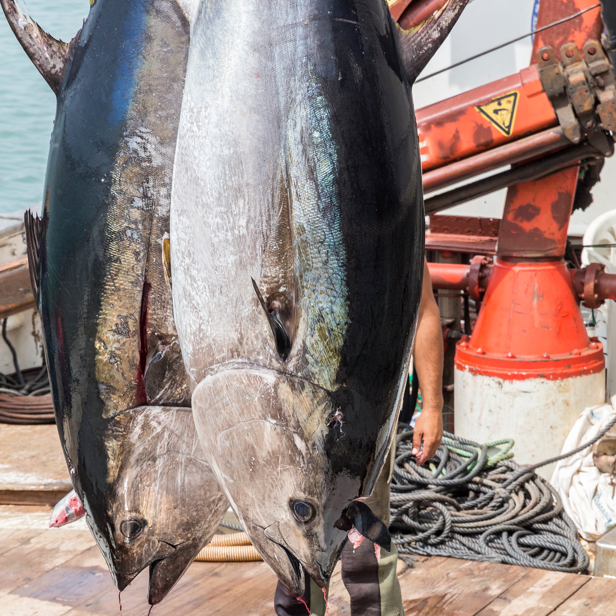 Spain's Almadraba Tuna Harvest