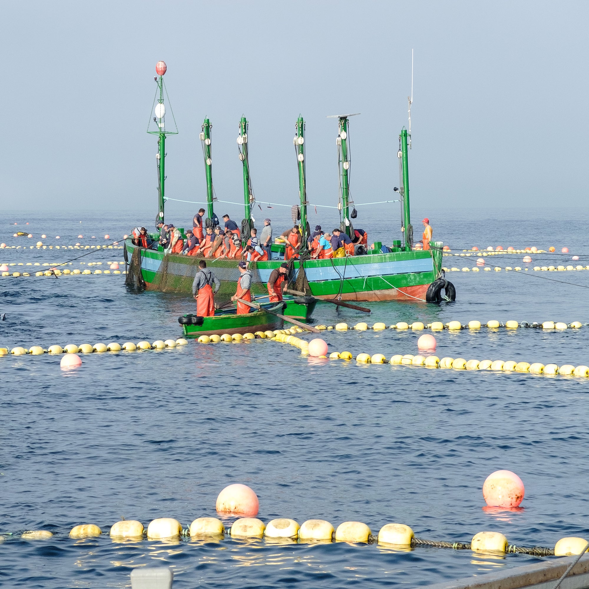 Spain's Almadraba Tuna Harvest