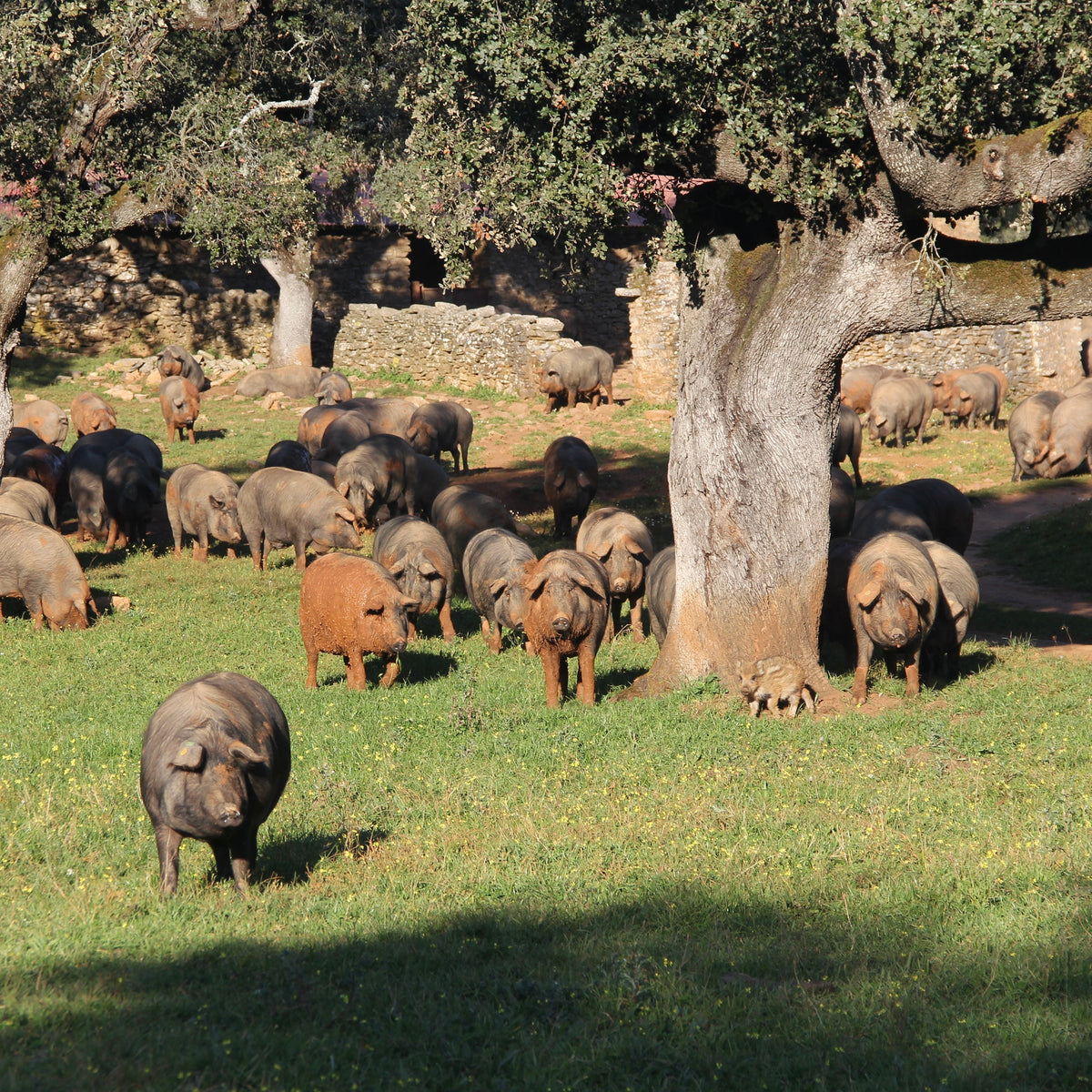 Photo of Acorn-Fed Ibérico Pork Grilling Sampler fresh cuts