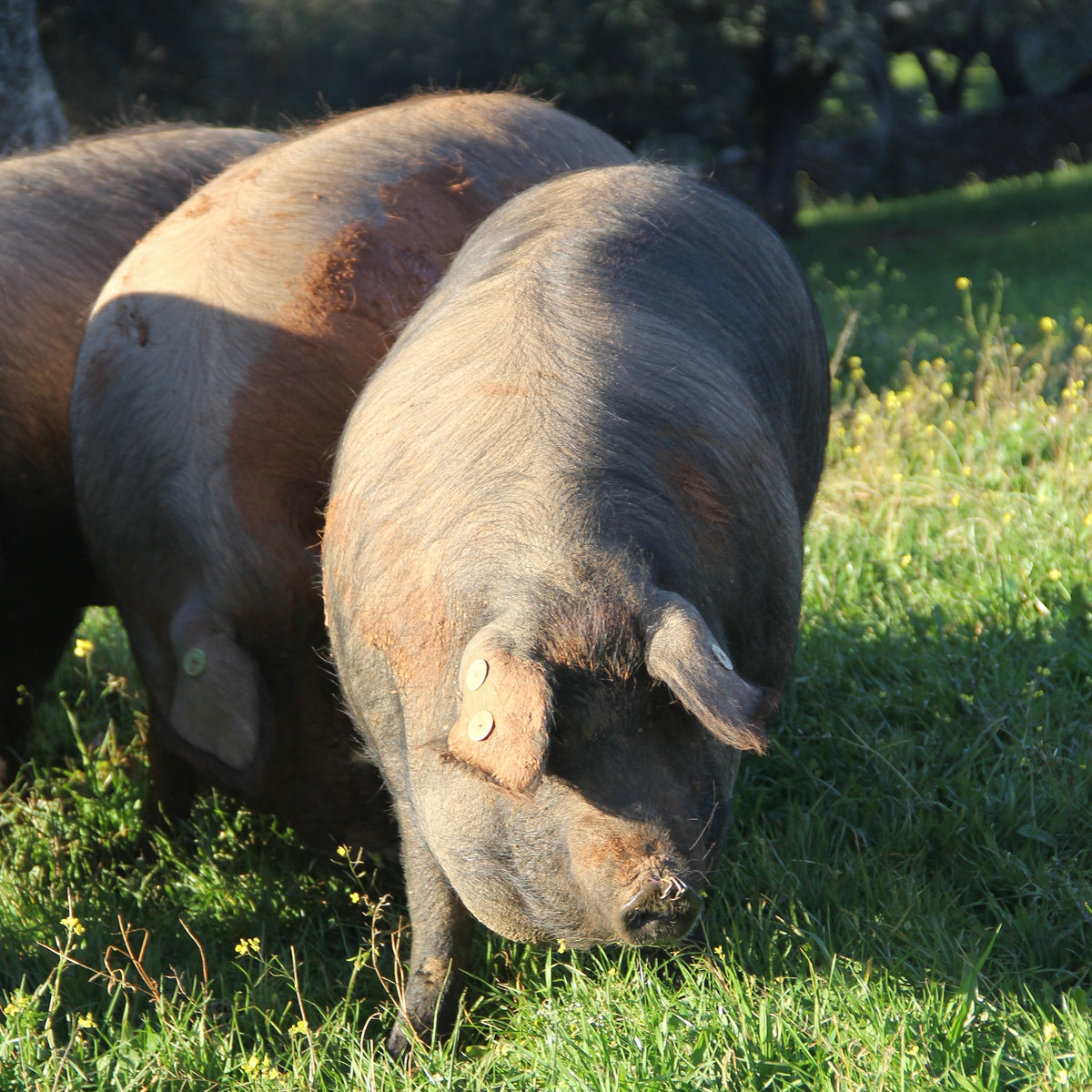 Photo of Acorn-Fed Ibérico Pork Grilling Sampler fresh cuts