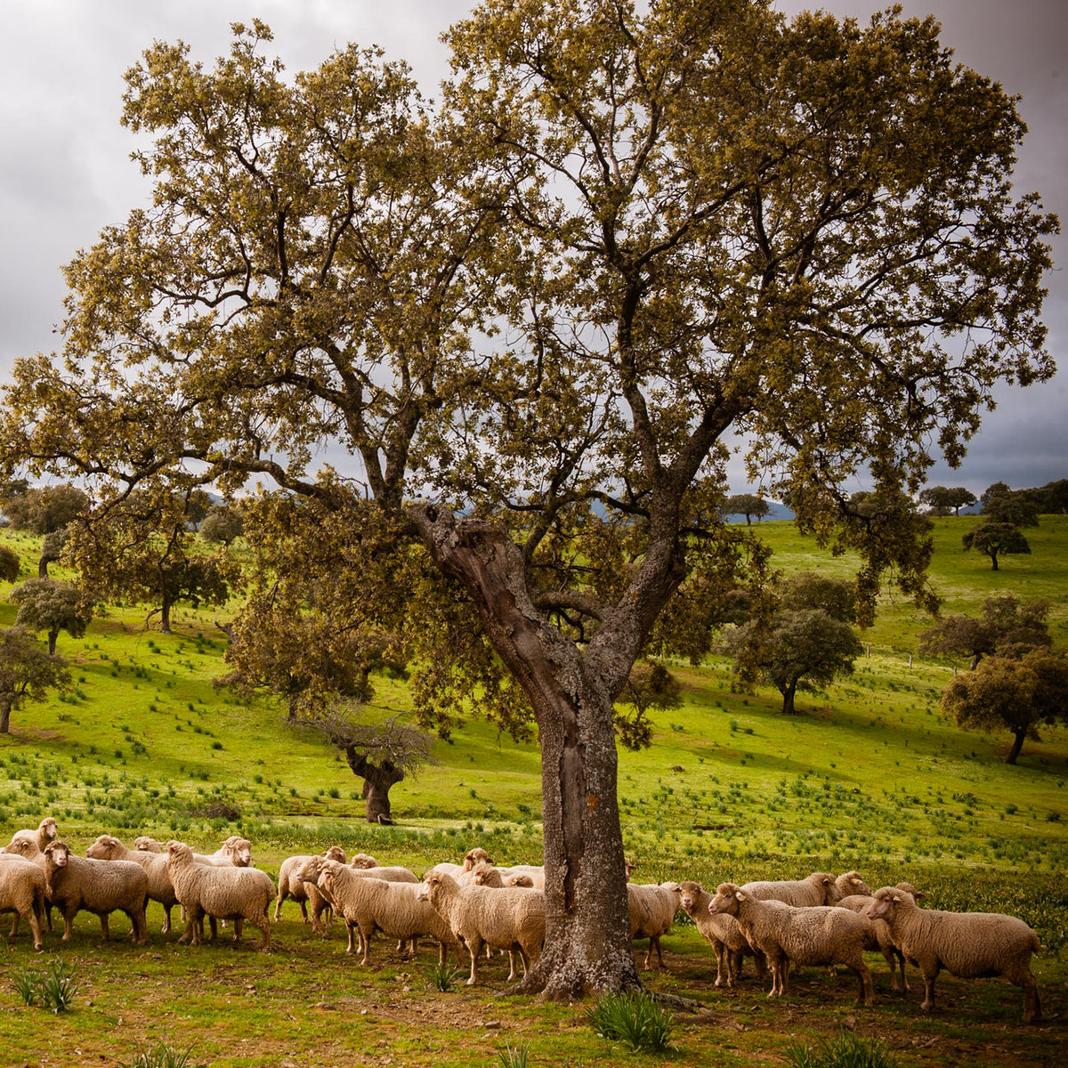 13 Rib Rack of Lamb from Córdoba by COVAP