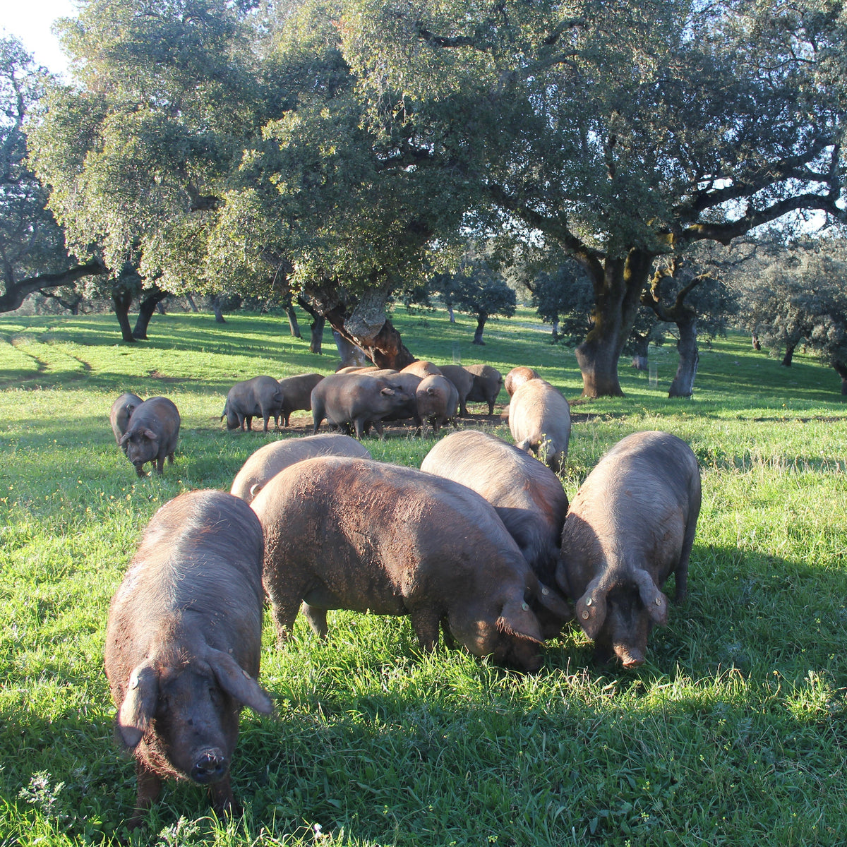Photo of Acorn-Fed Ibérico Pork Grilling Sampler fresh cuts