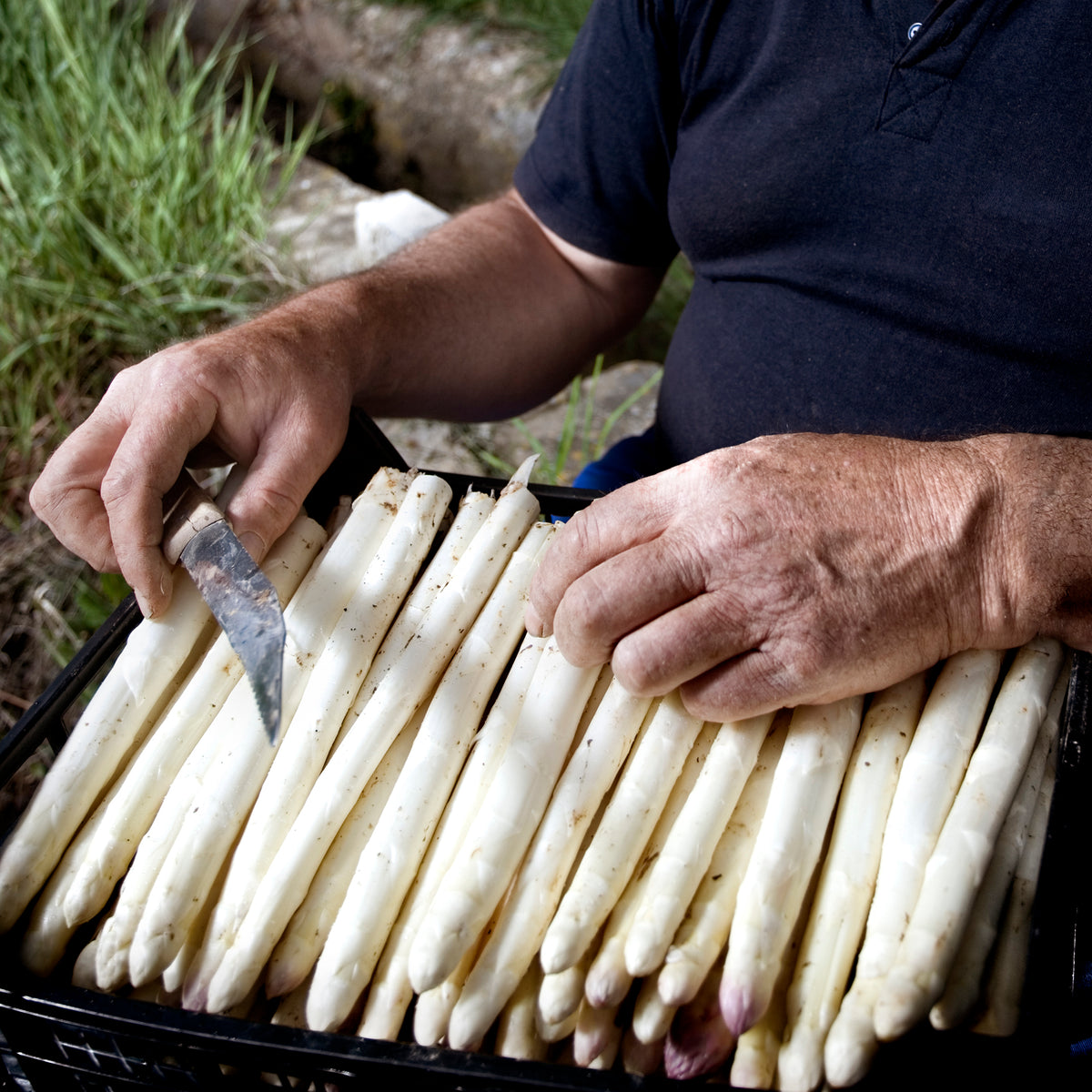 Extra Thick White Asparagus Spears, D.O. Navarra
