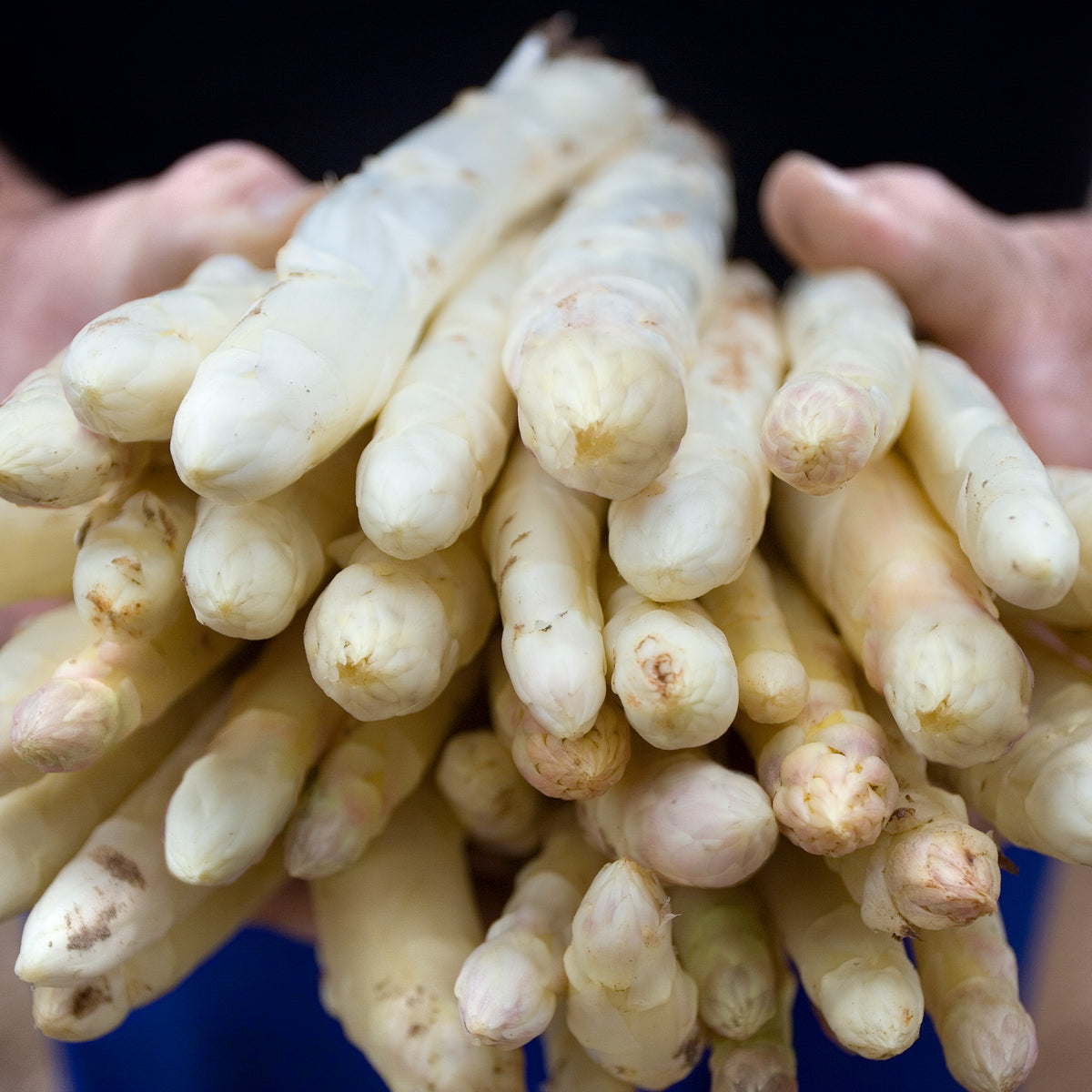 Extra Thick White Asparagus Spears, D.O. Navarra